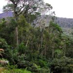 Arbres d'Anjanaharibe-Sud