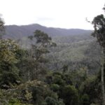 Les forêts d'Anjanaharibe-Sud