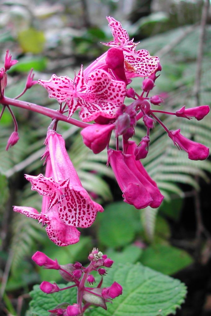Anjanaharibe flowers