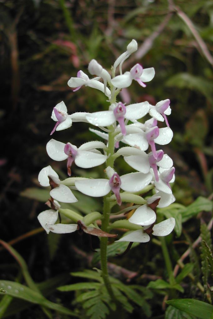 Orchidée Anjanaharibe