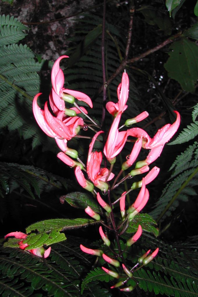 Fleur d'Anjanaharibe