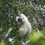 Propithecus candidus (Propithèque soyeux)