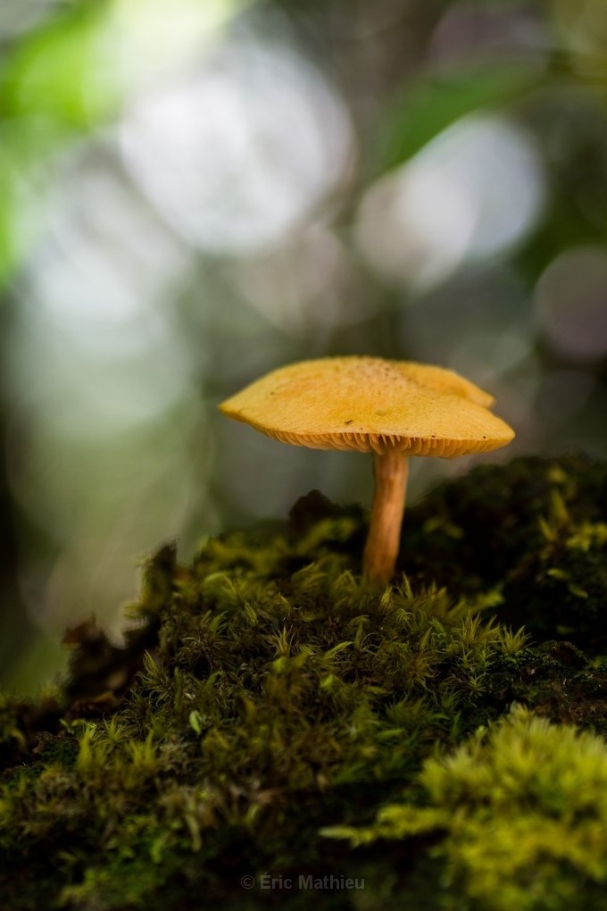 Anjanaharibe toadstool