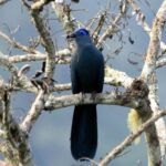 Coua caerulea (Coua bleu)