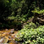 Ruisseau Andranomena près de Camp Indri