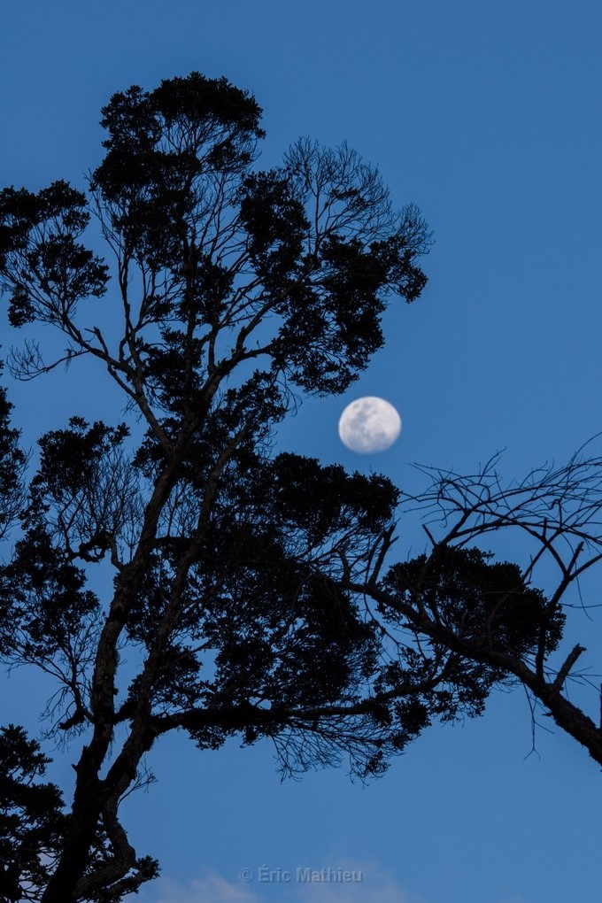 Full moon and trees