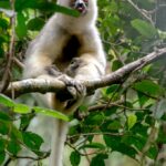 Propithecus candidus (Propithèque soyeux)