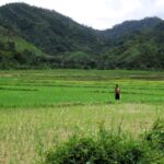 Rizières près d'Andasibe-Mahaverika