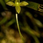 Angraecum brachyrhopalon