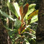 Takhtajania perrieri