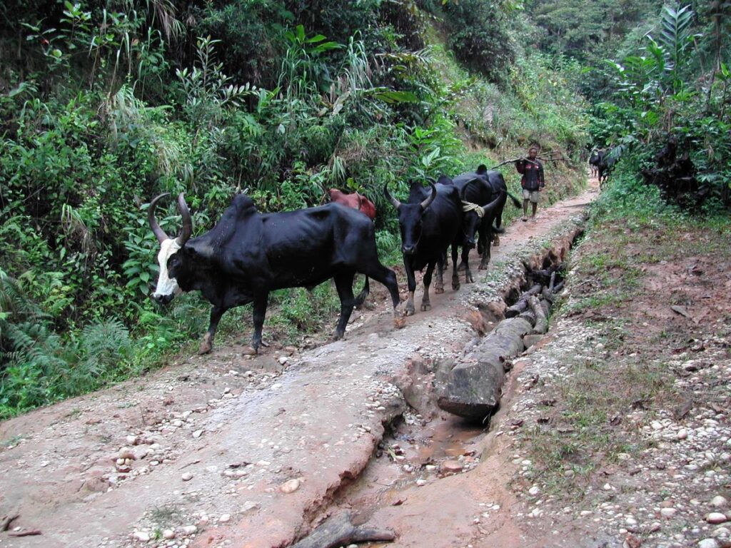 Lehilahy iray mandeha ao ambadiky ny omby mainty lehibe maromaro eo amin'ny lalan-tany mikitoantoana.
