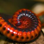 Aphistogoniulus erythrocephalus