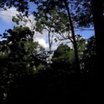 Forêt d'Anjanaharibe