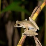 Boophis entingae