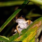 Boophis madagascariensis