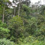 Forêt tropicale d'Anjanaharibe-Sud