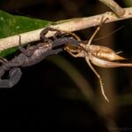 Scorpion (Grosphus sp.) avec sa proie
