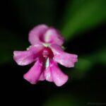 Impatiens academiae-moguntiae