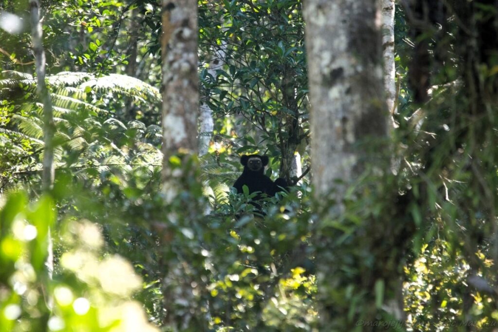 Ein schwarzer Lemur schaut tief aus dem Wald heraus, wo er hoch in den Bäumen sitzt.