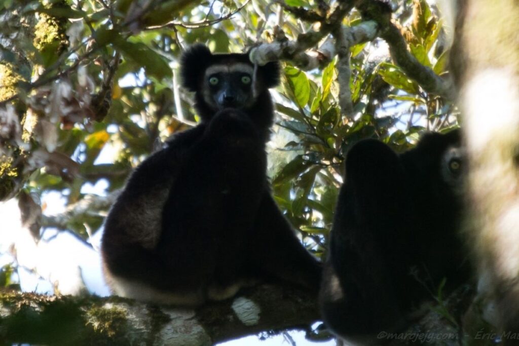 Ein schwarzer Lemur sitzt auf einem Ast und schaut mit großen runden Ohren und großen runden gelb-grünen Augen in die Kamera.