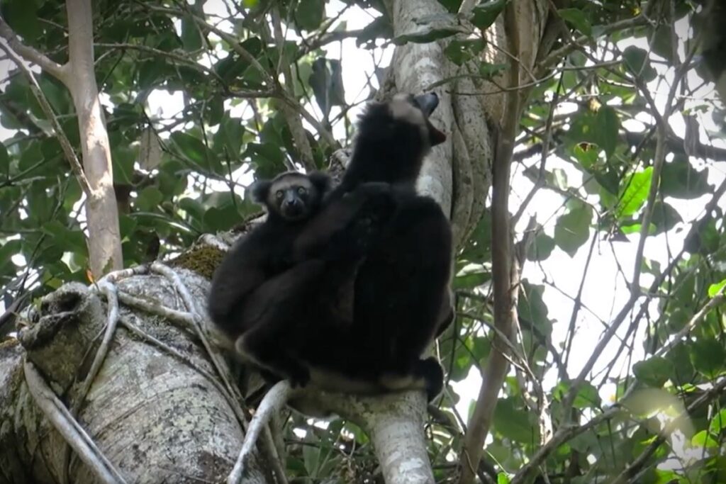 Ein schwarzer Lemur hat den Mund weit geöffnet, während er ruft. Hinter ihr sitzt ihr Baby, das mit großen, runden Augen in die Kamera schaut.