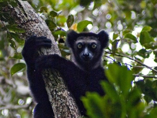 A black indri lemur hugs a tree trunk and looks straight at the camera with large, round yellow-green eyes.