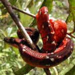 Sanzinia madagascariensis (Boa de Madagascar)