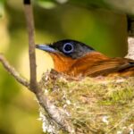 Terpsiphone mutata (Tchitrec malgache)