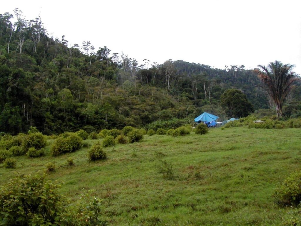 Tranolay manga maromaro no atsangana any amin'ny faritra be bozaka izay misy havoana rakotra ala ao aoriana.