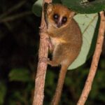 Microcebus mittermeieri (Microcèbe de Mittermeier)