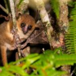 Microcebus mittermeieri (Microcèbe de Mittermeier)