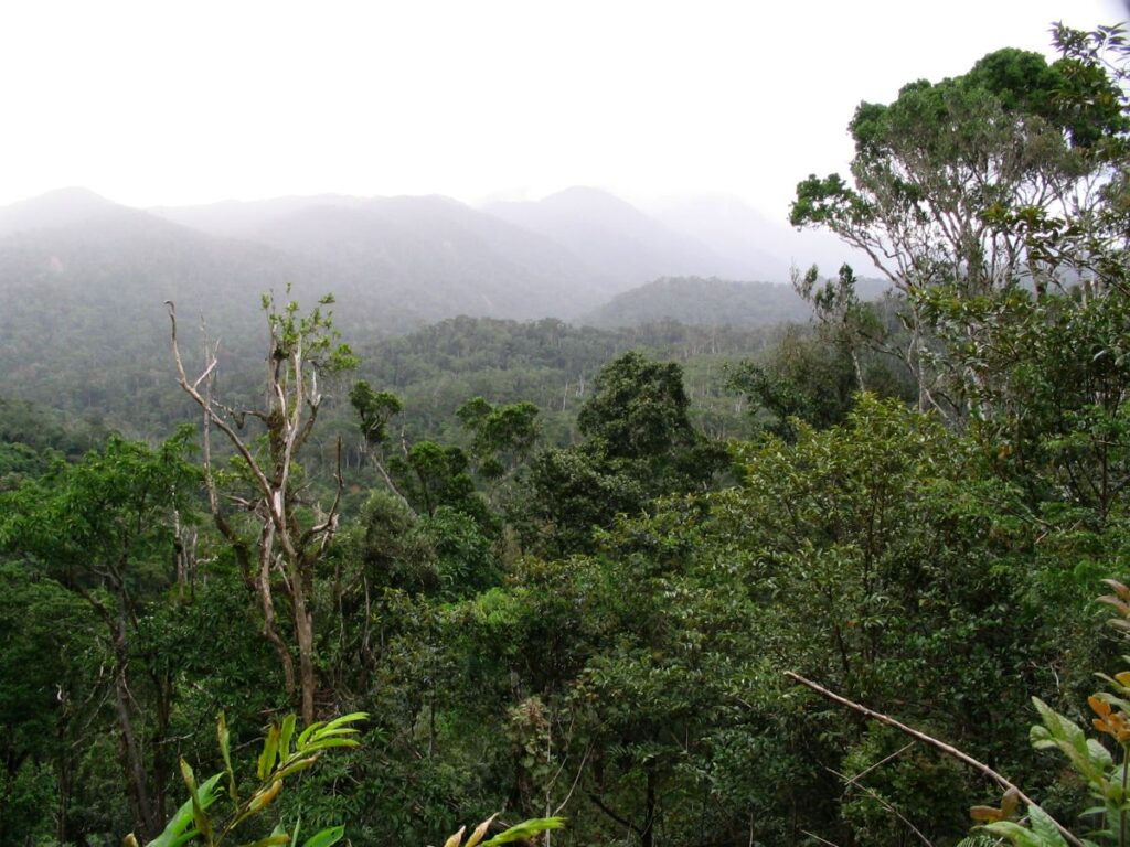 Manjavona any amin'ny toerana lavitra be zavona ny havoana rakotry ny ala mando.