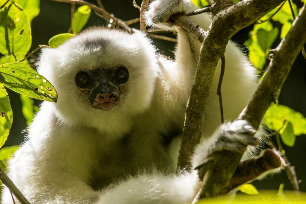 Ein Silky Sifaka hält sich an mehreren Ästen fest und schaut in die Kamera. Sein Gesicht ist rosa und schwarz gesprenkelt, und sein Fell ist lang und weiß.