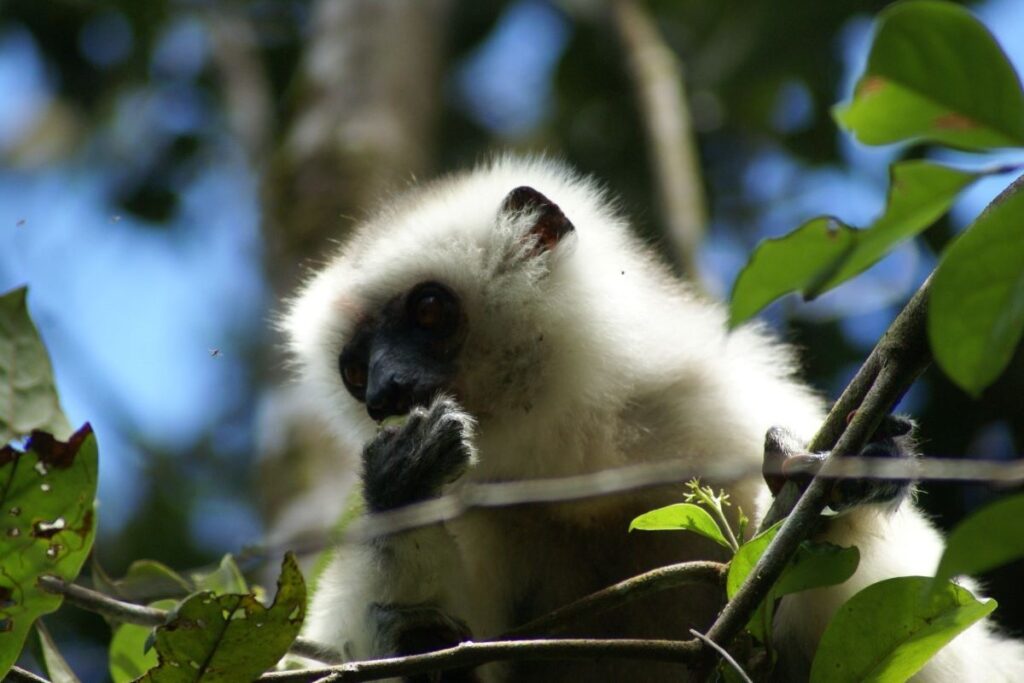 Ein Silky Sifaka mit weißem Fell und einem sehr schwarzen Gesicht hält sich die Hand vor den Mund, während er durch die Vegetation eines Baumes nach unten schaut.