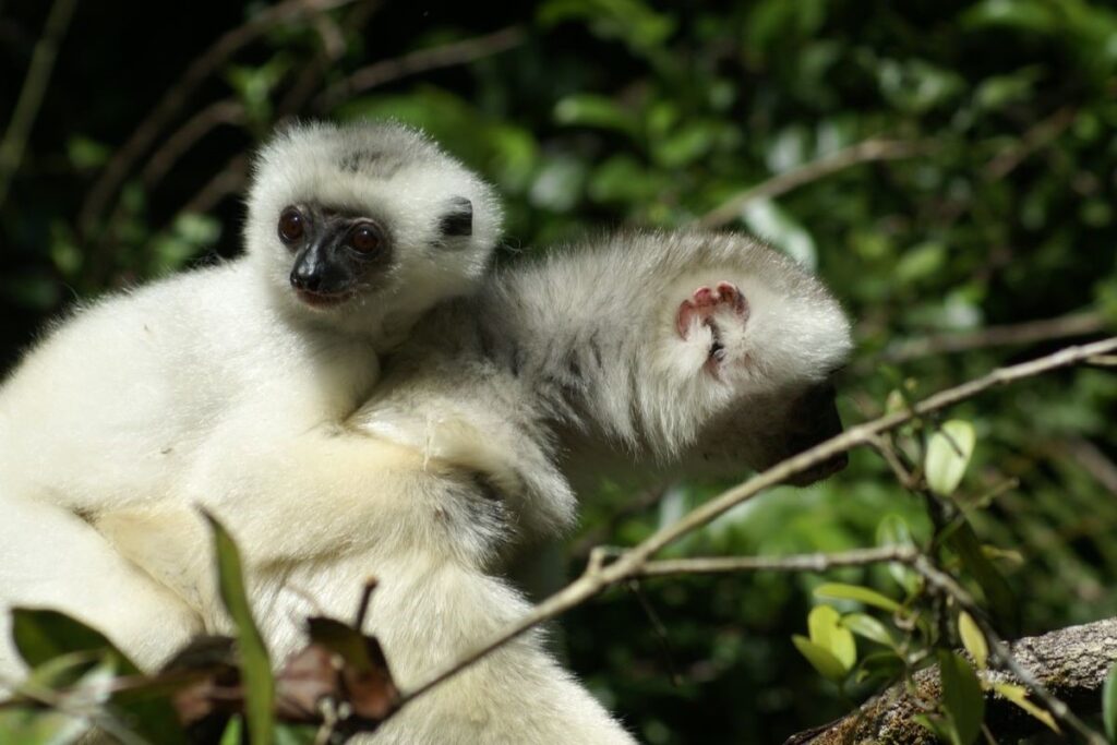 Propithecus candidus (Seidiger Sifaka)