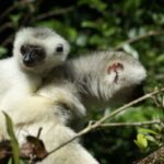Propithecus candidus (Propithèque soyeux)