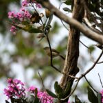 Calicalicus madagascariensis (Calicalic malgache, femelle)