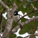 Calicalicus madagascariensis (Calicalic malgache, mâle)