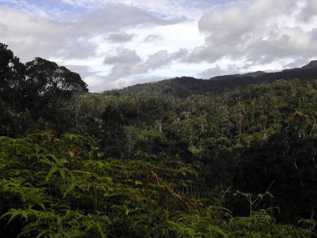 Ny ala mando dia mandrakotra ireo havoana lavitra any amin'ny lavitra. Mitombo eo amin'ny toerana voalohany ny Ferns.