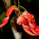 Strongylodon madagascariensis