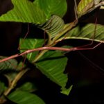 Phasme (Leiophasmatinae)