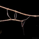Phasme (Leiophasmatinae)