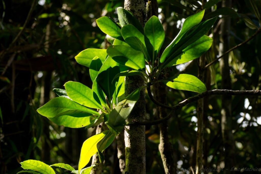 Das Sonnenlicht schimmert durch sehr große, grüne Blätter an einem Ast in einem dunklen Wald.