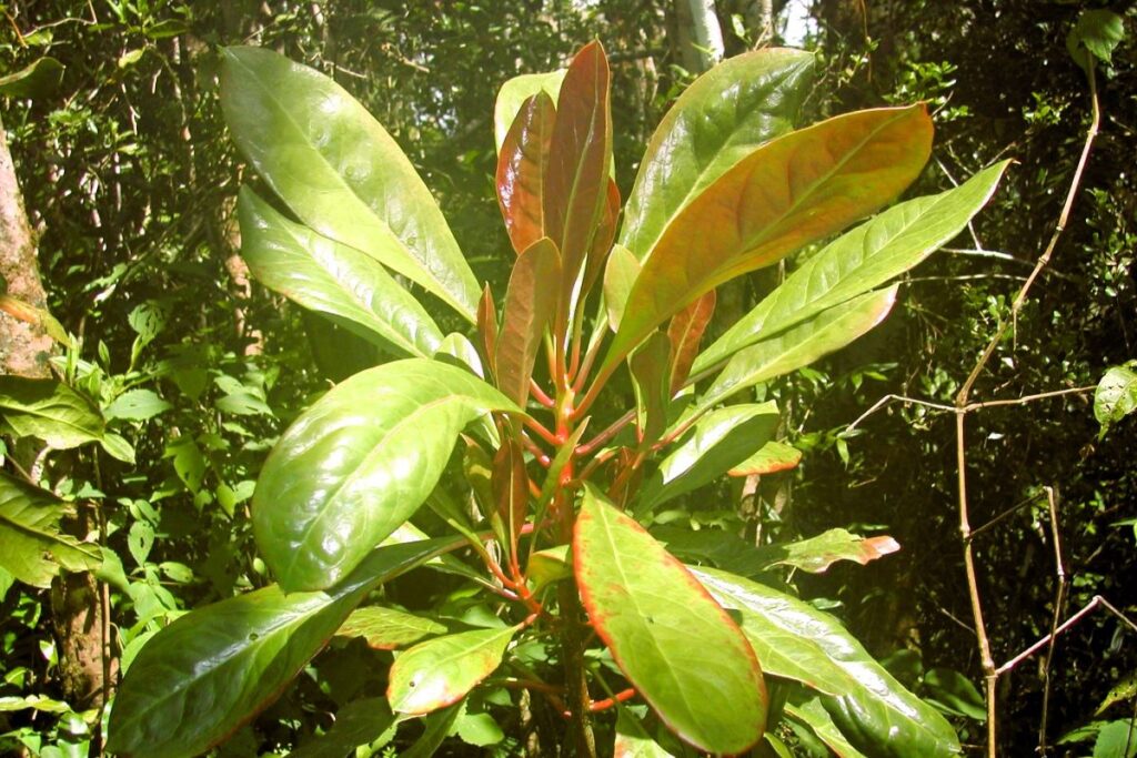 Das Sonnenlicht beleuchtet die großen Blätter an der Spitze eines Astes in einem Baum.