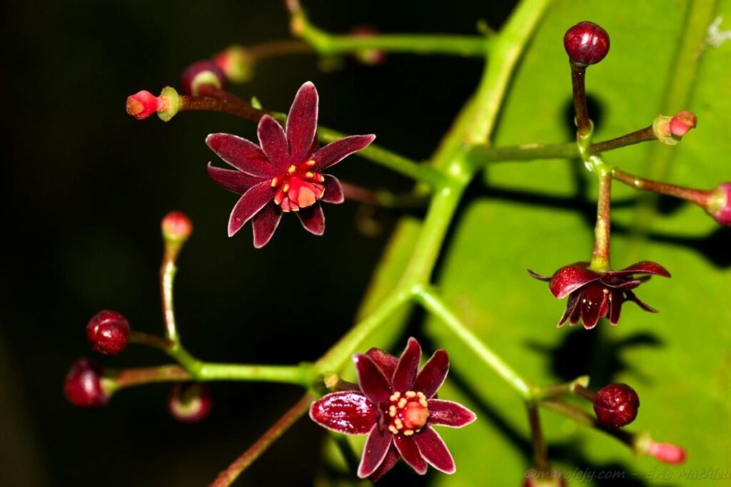 Blüten und Blütenknospen in einer Gischt. Die Blütenblätter sind dunkelrot und mit einem weißen Rand versehen; die Knospen sind dunkelrot und vollkommen rund.