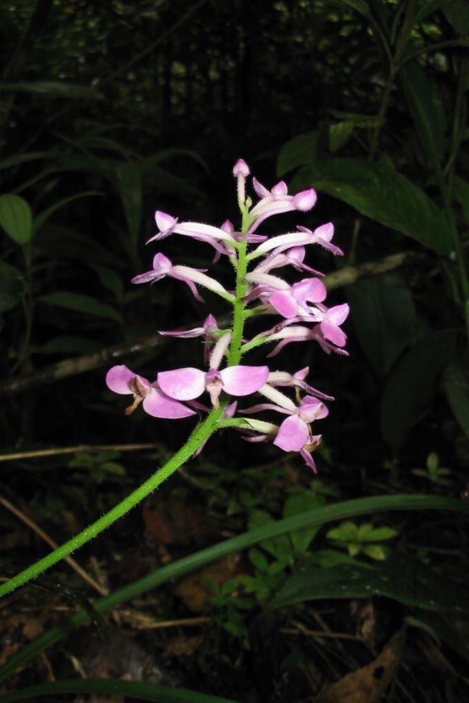 Anjanaharibe flower
