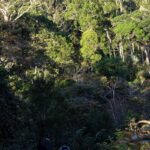 Sur une pente raide, d'immenses arbres sont éclairés par la lumière du soleil, tandis qu'en contrebas, dans l'ombre profonde, trois hommes se tiennent sur un chemin de terre rouge.