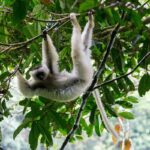 Propithecus candidus (Propithèque soyeux)