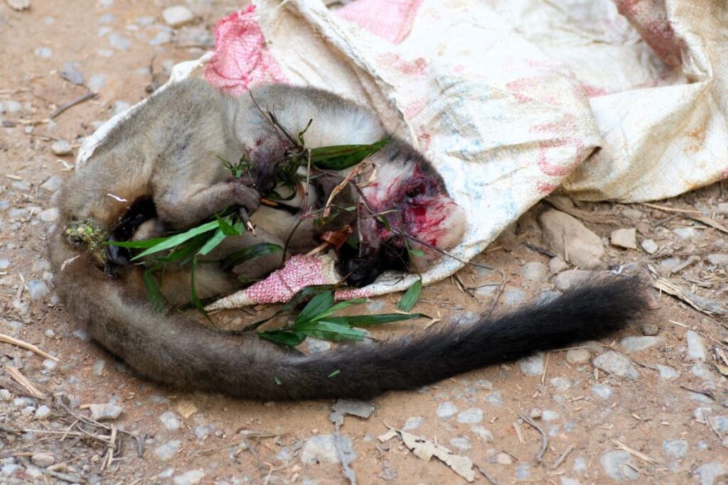 Der blutige Kadaver eines Lemuren mit einem langen Schwanz liegt neben einem weißen Plastiksack auf dem Boden.