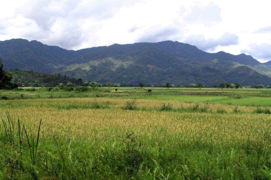 Misy tanimbary maitso manopy maitso lalina eny amin'ireo tendrombohitra rakotra ala, izay misandrahaka eny lavitra eny.